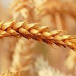عضو شورای قیمت‌گذاری محصولات کشاورزی: قیمت گندم نباید کمتر از ۸۵ هزار تومان در هر کیلوگرم باشد
