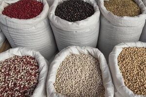  لوبیا قرمز قلمی گران‌تر از سایر حبوبات