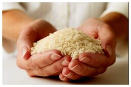 قیمت جدید برنج هندی و پاکستانی
