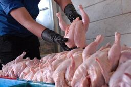 زنگ خطر در بازار مرغ / قیمت جدید گوشت مرغ گرم اعلام شد