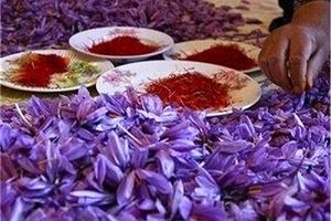 قیمت جدید زعفران اعلام شد/ زعفران کیلویی چند؟