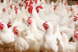 بالا رفتن قیمت جهانی نهاده‌های تولید مرغ را گران کرد
