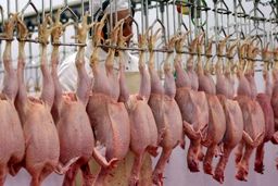 مرغ کمی ارزان شد