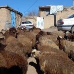 قیمت دام زنده امروز ۲۶ مهر ۱۴۰۵ / گوسفند زنده در تهران کیلویی ۷۰۵ هزار تومان شد/ جدول