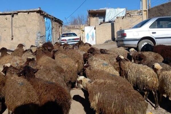 قیمت دام زنده امروز ۲۶ مهر ۱۴۰۵ / گوسفند زنده در تهران کیلویی ۷۰۵ هزار تومان شد/ جدول