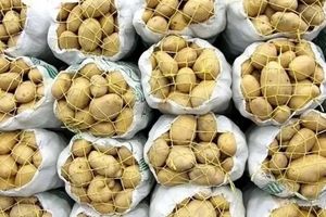 در میانه جنگ، وضعیت سیب‌زمینی کاملا جنگی شد!