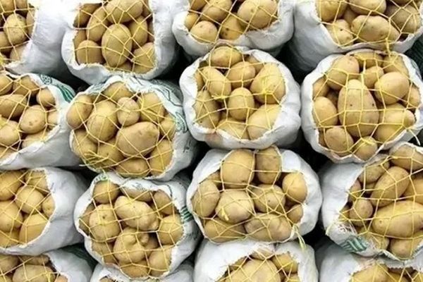 در میانه جنگ، وضعیت سیب‌زمینی کاملا جنگی شد!