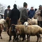 اعلام قیمت دام زنده یک روز پیش از عید قربان