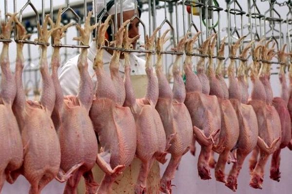 قیمت جدید مرغ اعلام شد/ بالاتر از این قیمت نخرید