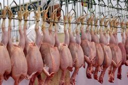 قیمت جدید مرغ اعلام شد/ بالاتر از این قیمت نخرید