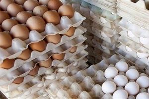 با ۵۰۰ هزار تومان در ماه های گذشته چند شانه تخم مرغ می‌توانستیم بخریم؟/ اینفوگرافی